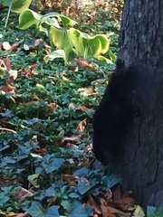 Sciurus carolinensis