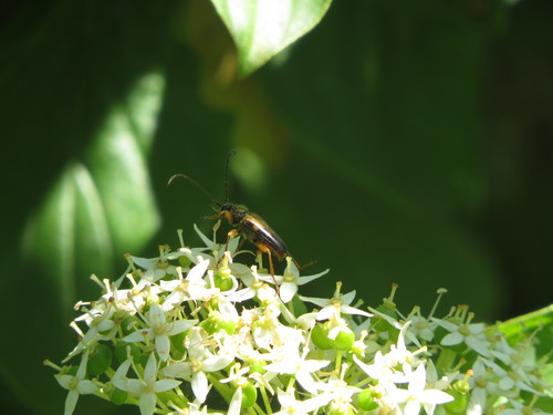 Cerambycidae