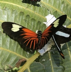 Heliconius xanthocles