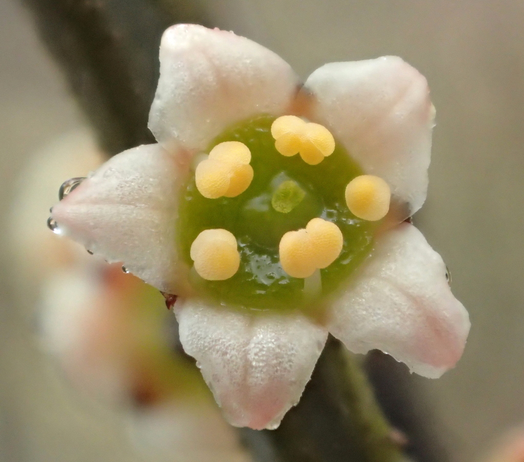 Psammomoya