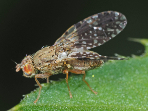Tephritis conura (Loew, 1844)