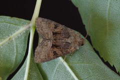 Oligia latruncula
