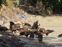 Necrosyrtes monachus