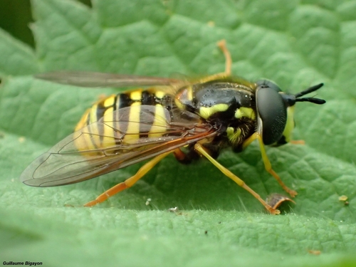 Large Meadow Fly, photo 4 of 10