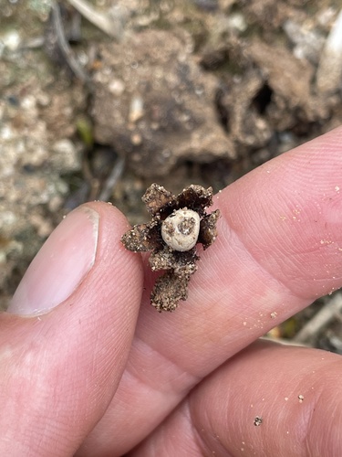 Geastrum