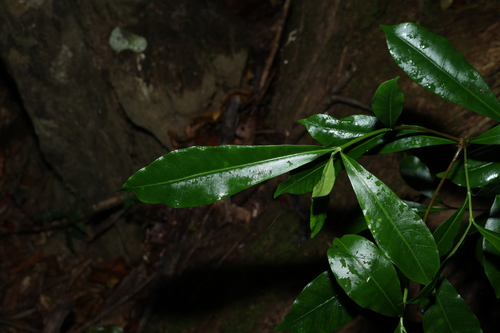 Image of Ochrosia poweri by (c) Greg Tasney, some rights reserved (CC BY-SA)
