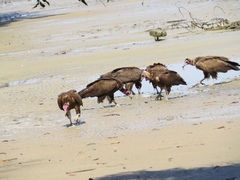 Necrosyrtes monachus