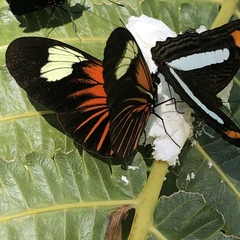 Heliconius xanthocles