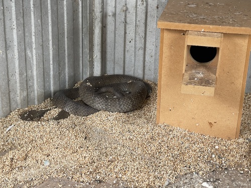 Eastern Brown Snake sighting