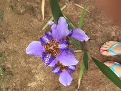 Trimezia coerulea