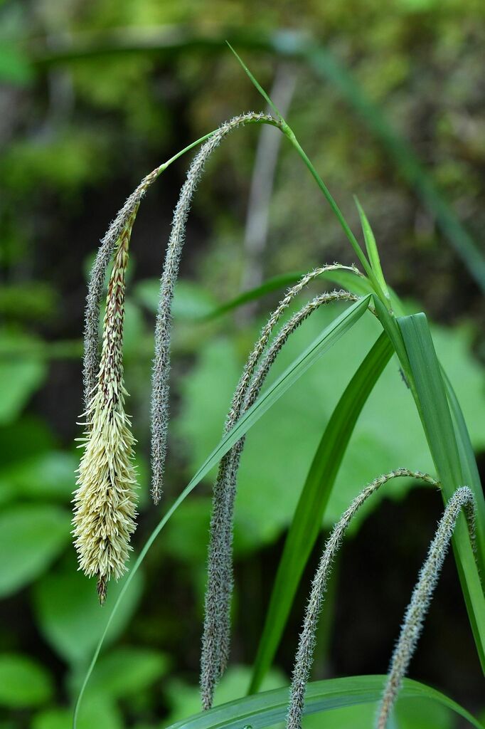 Carex sect. Rhynchocystis
