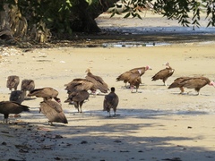 Necrosyrtes monachus