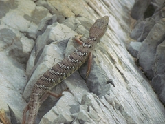 Gerrhonotus ophiurus