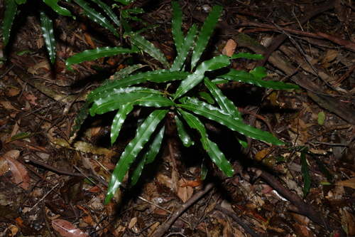 Image of Floydia praealta by (c) Greg Tasney, some rights reserved (CC BY-SA)
