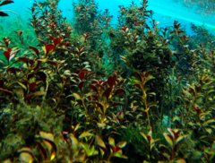 Ludwigia repens
