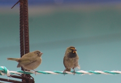 Tiaris olivaceus intermedius