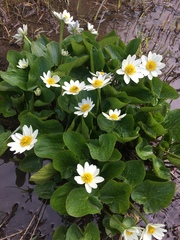 Caltha chionophila