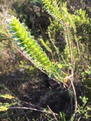Struthiola argentea