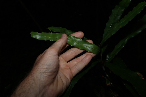 Image of Floydia praealta by (c) Greg Tasney, some rights reserved (CC BY-SA)