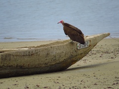 Necrosyrtes monachus