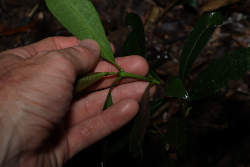 Image of Ixora beckleri by (c) Greg Tasney, some rights reserved (CC BY-SA)