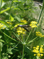 Phylloecus trimaculatus