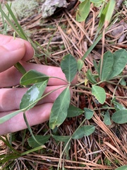 Euphorbia ipecacuanhae