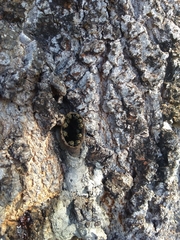 Nannotrigona testaceicornis