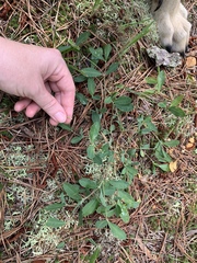 Euphorbia ipecacuanhae
