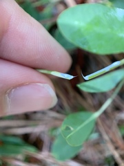 Euphorbia ipecacuanhae