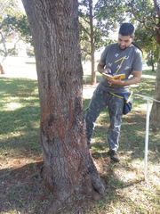 Nannotrigona testaceicornis