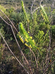 Struthiola argentea