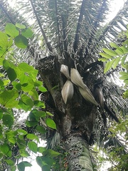 Attalea rostrata