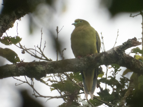 Sumatran Green Pigeon (Treron oxyurus), photo 10