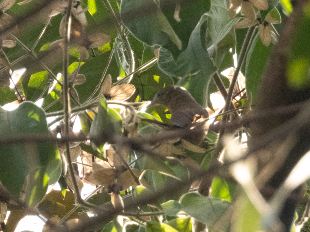 Grey-cheeked Tit-Babbler illustration