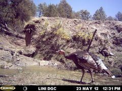 Meleagris gallopavo mexicana