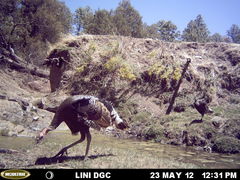 Meleagris gallopavo mexicana
