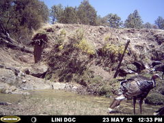 Meleagris gallopavo mexicana