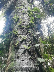 Attalea rostrata