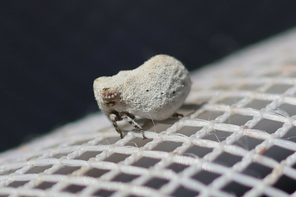 Kathleenum cornutum
