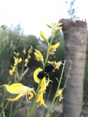 Oxythyrea
