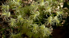 Clematis brasiliana