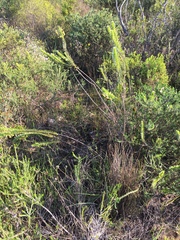 Struthiola argentea