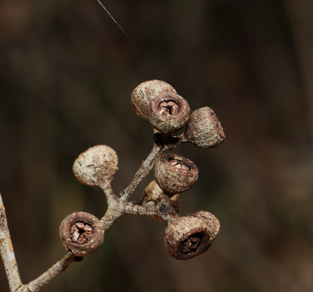 Eucalyptus cloeziana; photograph (c) Greg Tasney, some rights reserved (CC BY-SA)