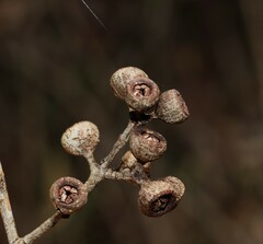 Eucalyptus cloeziana