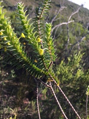 Struthiola argentea