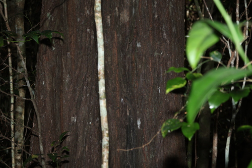 Eucalyptus cloeziana, photograph 1