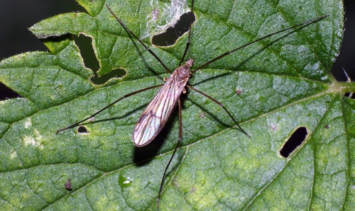 Rhypholophus varius