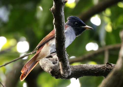 Amur Paradise Flycatcher (Terpsiphone incei), photo 10