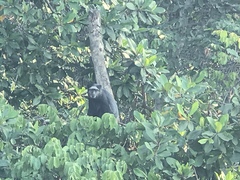 Cercopithecus mitis mitis